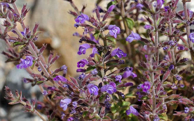 Hedeoma nana, Dwarf False Pennyroyal